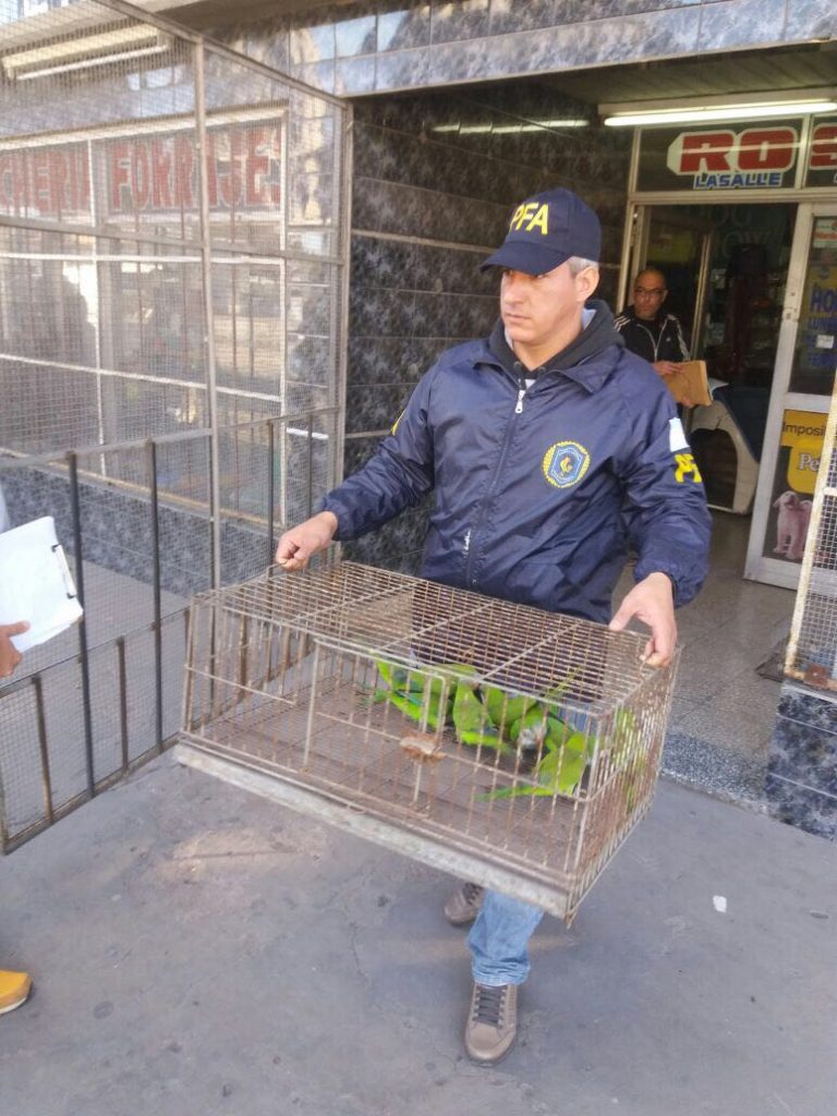 Recuperan aves en cautiverio