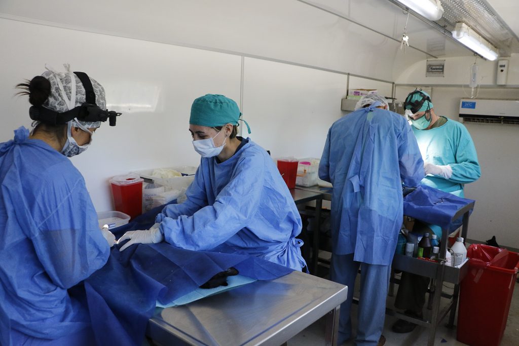 El Municipio realizó más de mil castraciones durante agosto