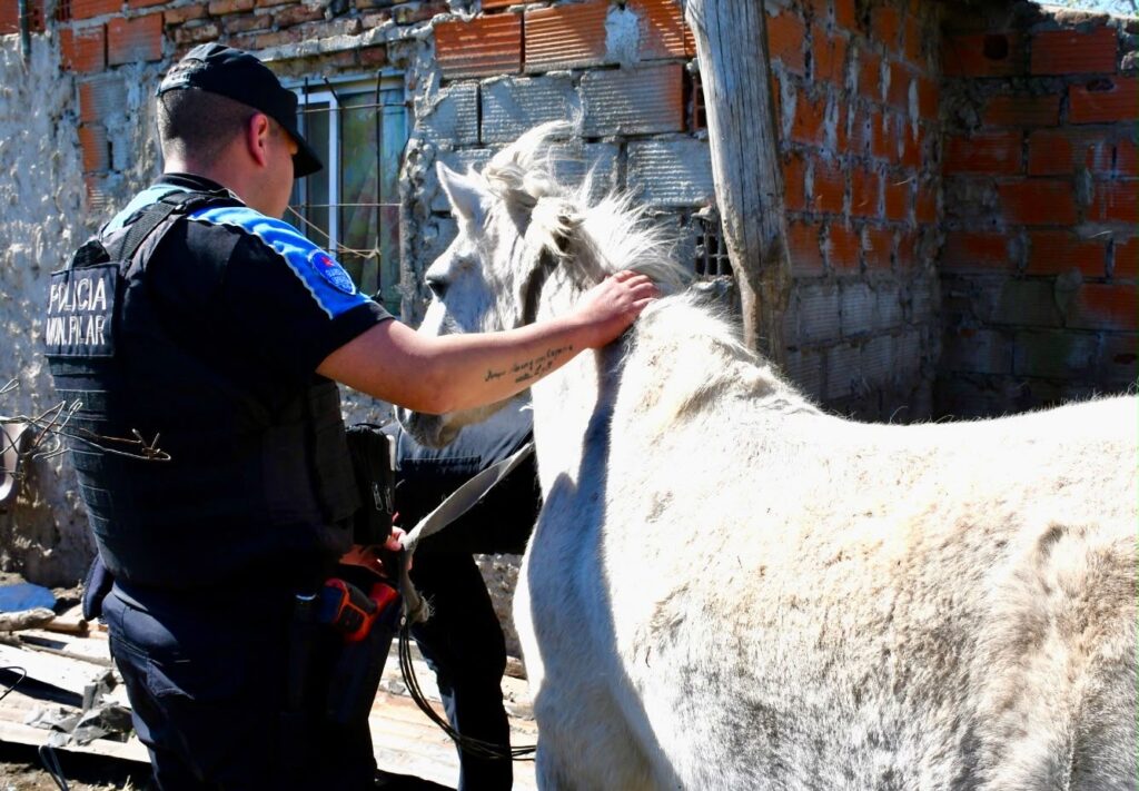 Cae peligrosa banda dedicada al robo y faena de caballos