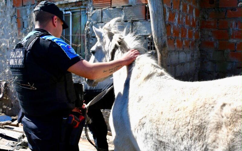 Cae peligrosa banda dedicada al robo y faena de caballos